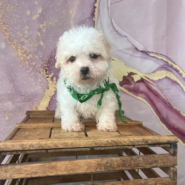 Male Havamalt puppy named Coconut for sale at Pet Express Braintree.