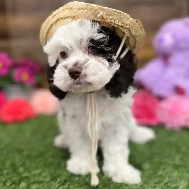 Female Cockapoo Puppy for Sale in Braintree, MA