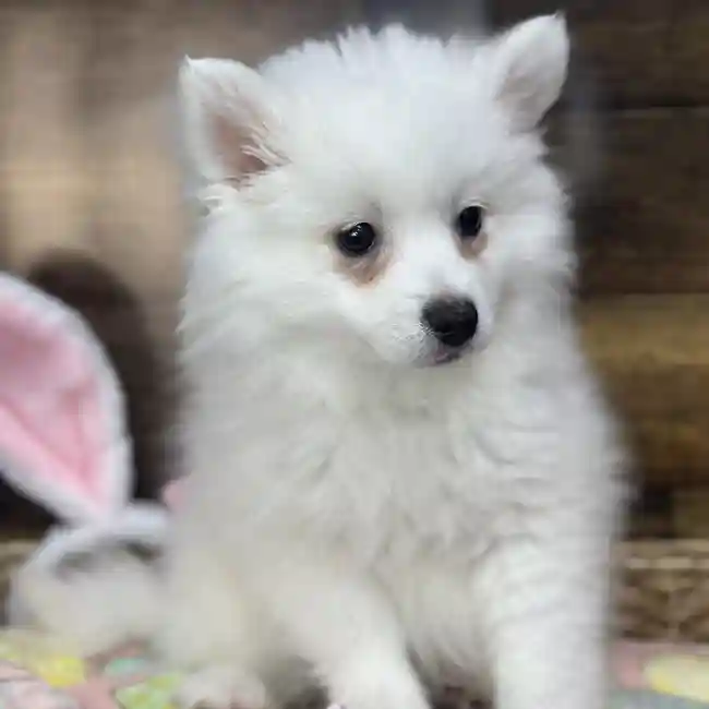 Female American Eskimo Puppy for Sale in Saugus, MA