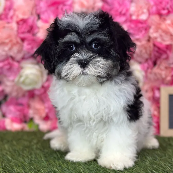 Male Lhatese puppy named Ritchie for sale at Pet Express Saugus.