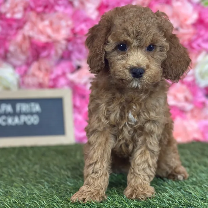 Female Cockapoo 2Nd Gen puppy named Papa Frita for sale at Pet Express Saugus.