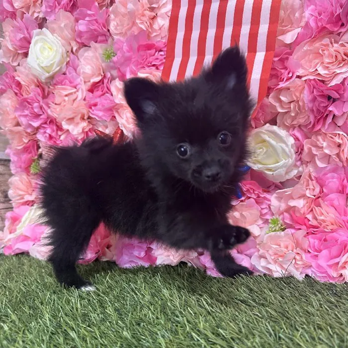 Female Pomeranian Puppy for Sale in Saugus, MA