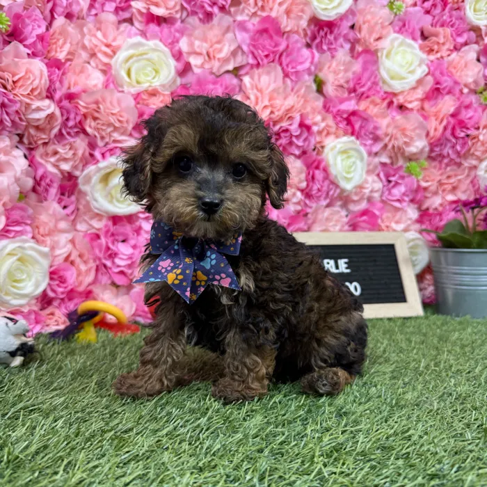 Male Yorkie-Poo 2Nd Gen puppy named Charlie for sale at Pet Express Braintree.