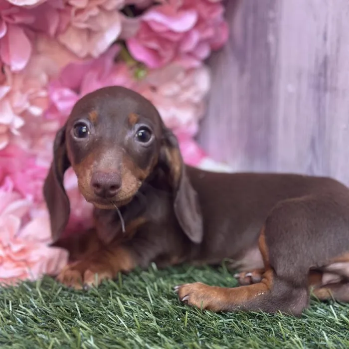 Female Dachshund Puppy for Sale in Saugus, MA
