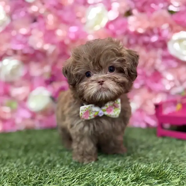 Male Shih-Poo Puppy for Sale in Braintree, MA