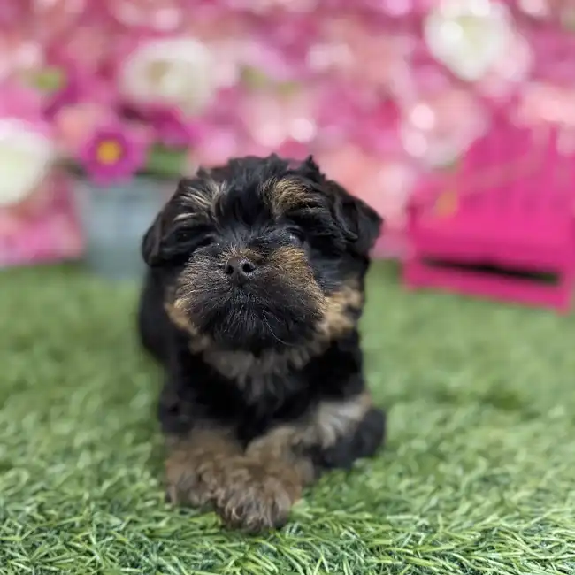 Male Yorkie-Poo Puppy for Sale in Braintree, MA