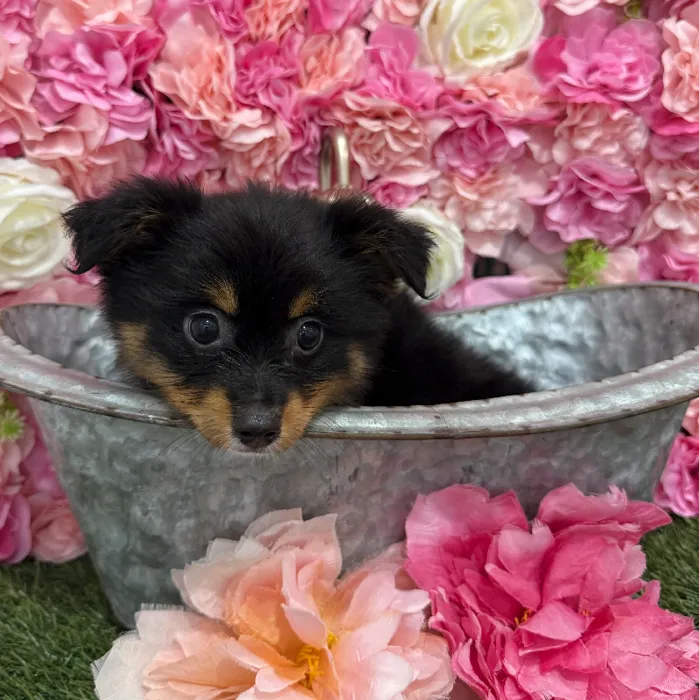 Male Toy Australian Shepherd Puppy for Sale in Braintree, MA