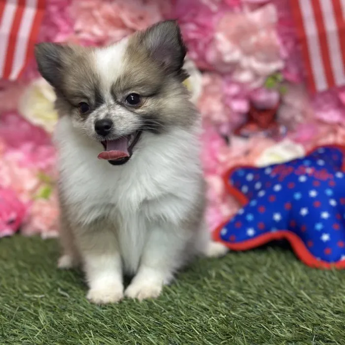 Female Pomimo Puppy for Sale in Saugus, MA