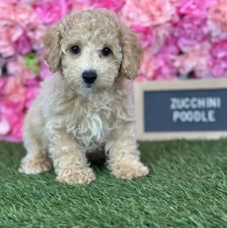 Male Poodle (Mini) puppy named Zucchini for sale at Pet Express Saugus.