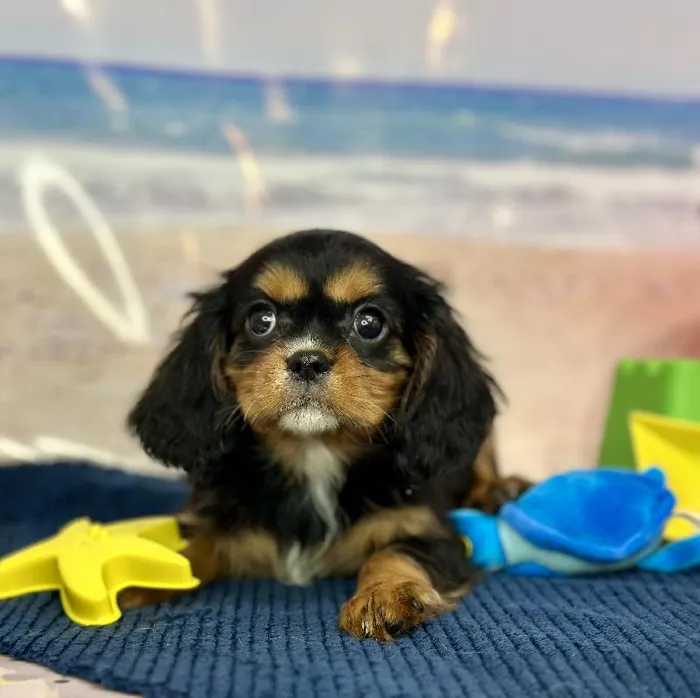Female Cavalier King Charles Spaniel Puppy for Sale in Braintree, MA