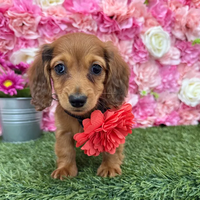 Female Dachshund Puppy for Sale in Braintree, MA