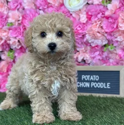 Male Bichon-Poodle puppy named Potato for sale at Pet Express Saugus.