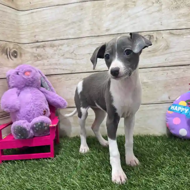 Female Italian Greyhound Puppy for Sale in Braintree, MA