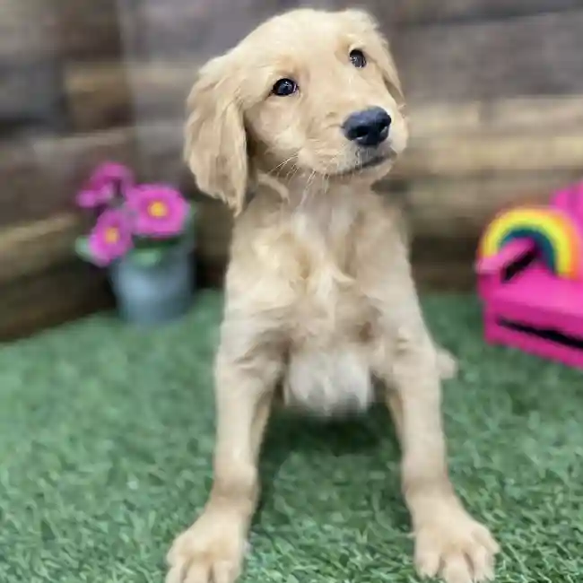 Male Golden Retriever Puppy for Sale in Braintree, MA