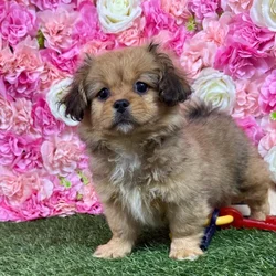 Female Peke A Poo puppy named Bibi for sale at Pet Express Braintree.