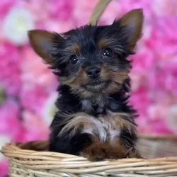 Male Yorkshire Terrier puppy named Mistah for sale at Pet Express Saugus.