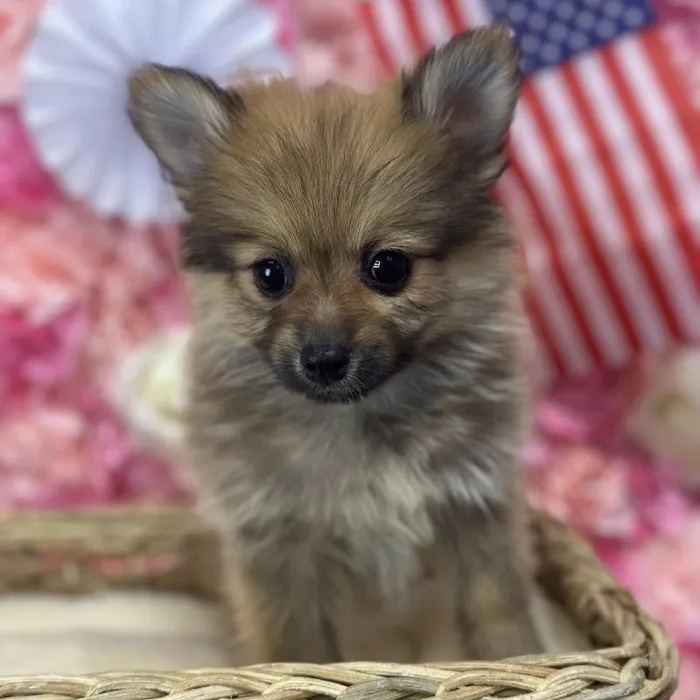 Female Pomeranian Puppy for Sale in Saugus, MA