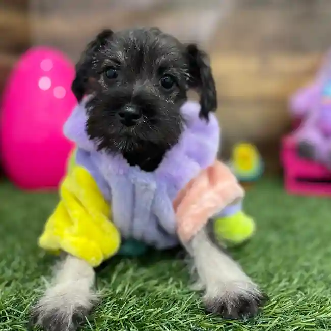 Female Miniature Schnauzer Puppy for Sale in Braintree, MA