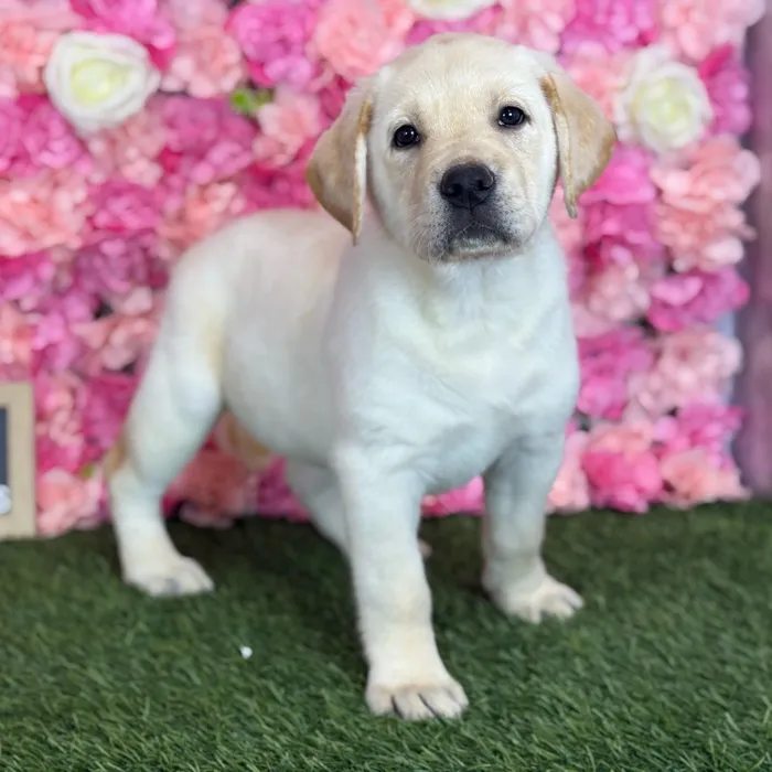 Female Labrador Retriever puppy named Celina for sale at Pet Express Saugus.