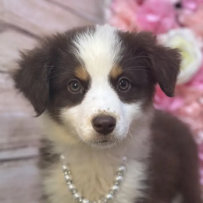 Female Australian Shepherd Puppy for Sale in Saugus, MA