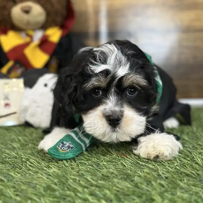 Male Lhasa-Poo Puppy for Sale in Saugus, MA