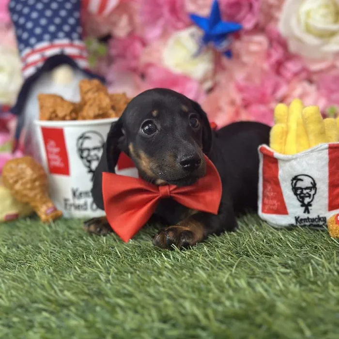 Male Dachshund Puppy for Sale in Saugus, MA