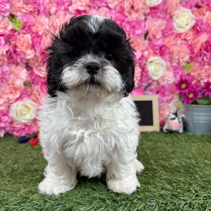 Male Teddy Bear (Zuchon) puppy named Ronaldo for sale at Pet Express Braintree.