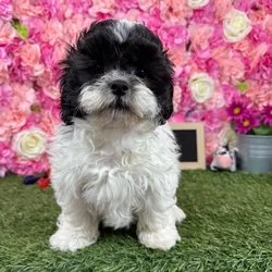 Male Teddy Bear (Zuchon) puppy named Ronaldo for sale at Pet Express Braintree.
