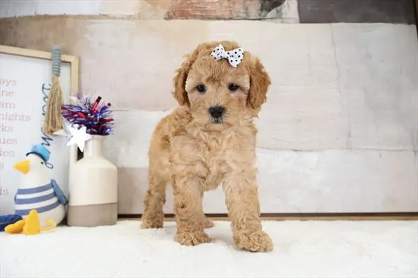 Female Poodle (Mini) puppy named Linda for sale at Pet Express Saugus.