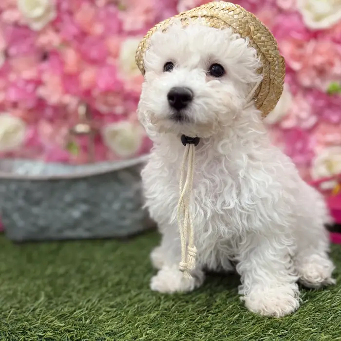 Male Bichon Frise Puppy for Sale in Braintree, MA
