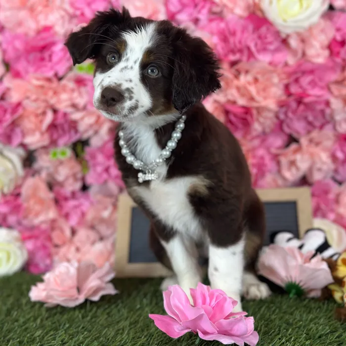 Female Miniature Australian Shepherd puppy named Pamela for sale at Pet Express Saugus.