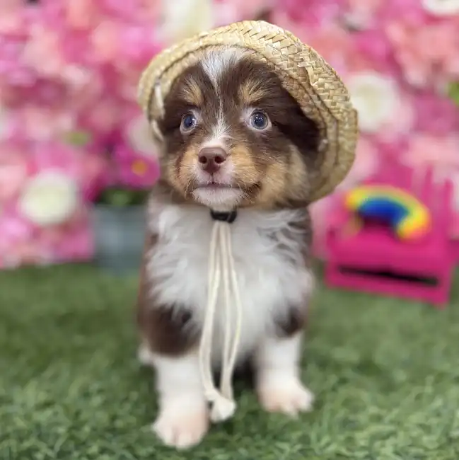 Male Toy Australian Shepherd Puppy for Sale in Braintree, MA