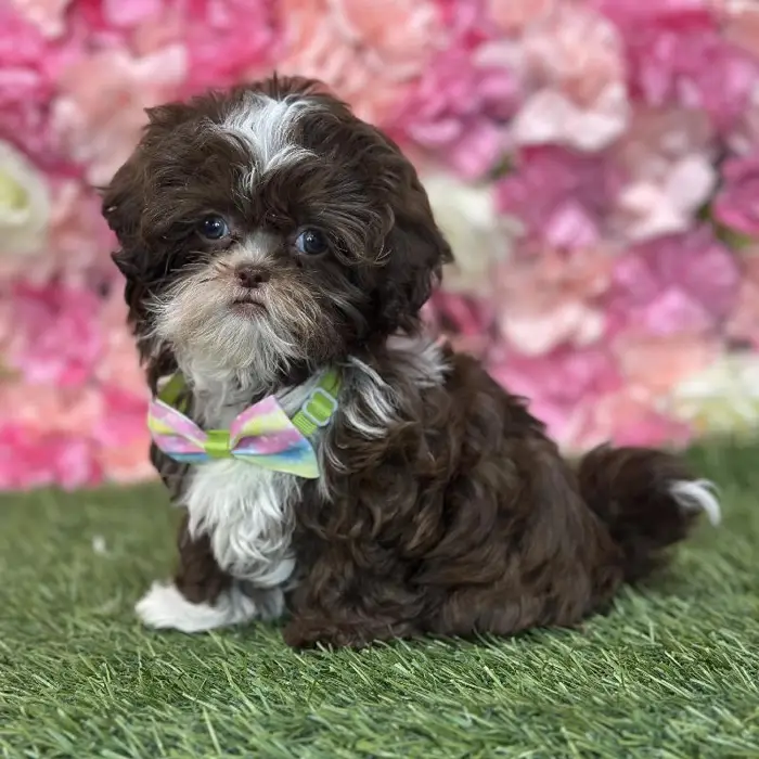 Male Shih-Poo Puppy for Sale in Saugus, MA