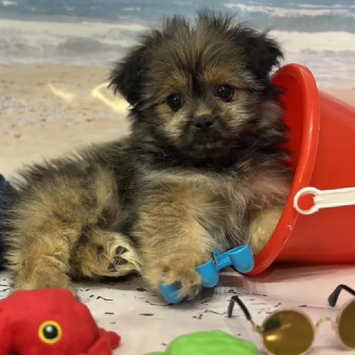 Male Shiranian Puppy for Sale in Saugus, MA