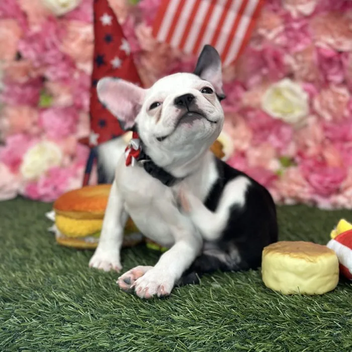 Female Froston Puppy for Sale in Saugus, MA