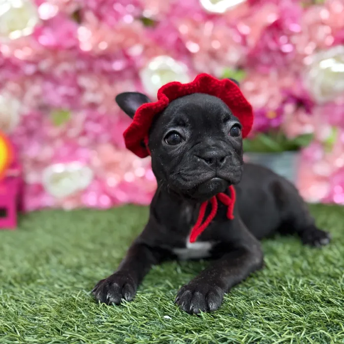 Female Froston Puppy for Sale in Braintree, MA