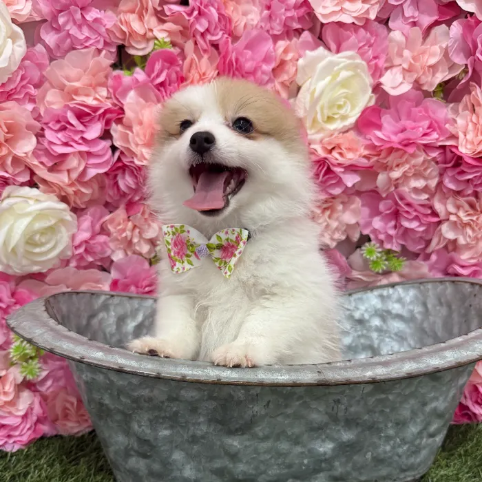 Male Pomimo Puppy for Sale in Braintree, MA