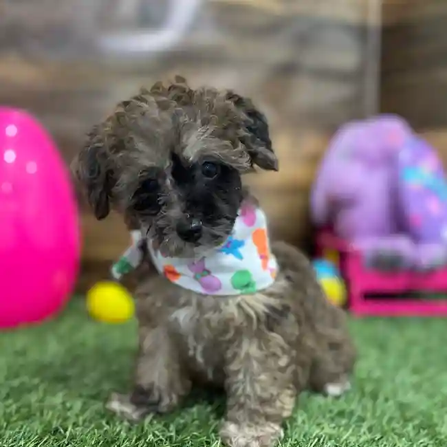 Female Poodle Toy Puppy for Sale in Braintree, MA
