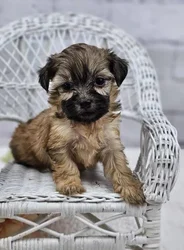 car_main_img_/media/ap_media/pets/OFDWCLZMDGJO188770.webp.250x250_q85.webp