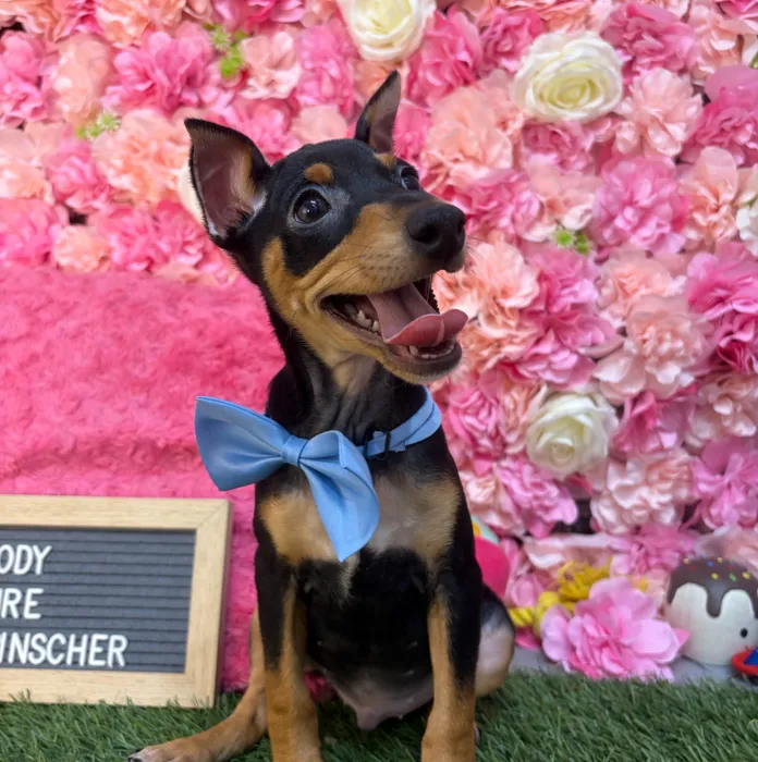 Male Miniature Pinscher puppy named Brody for sale at Pet Express Saugus.