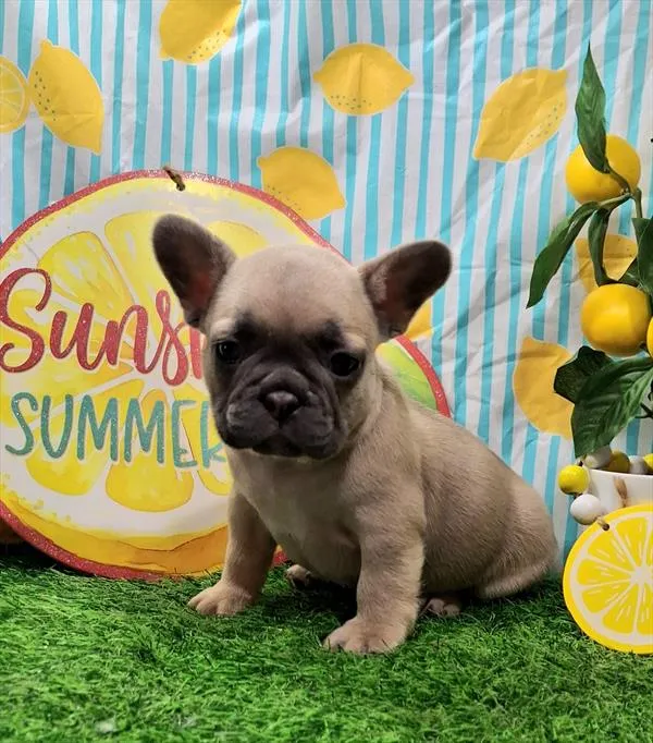 Male French Bulldog puppy named Bently for sale at Pet Express Braintree.
