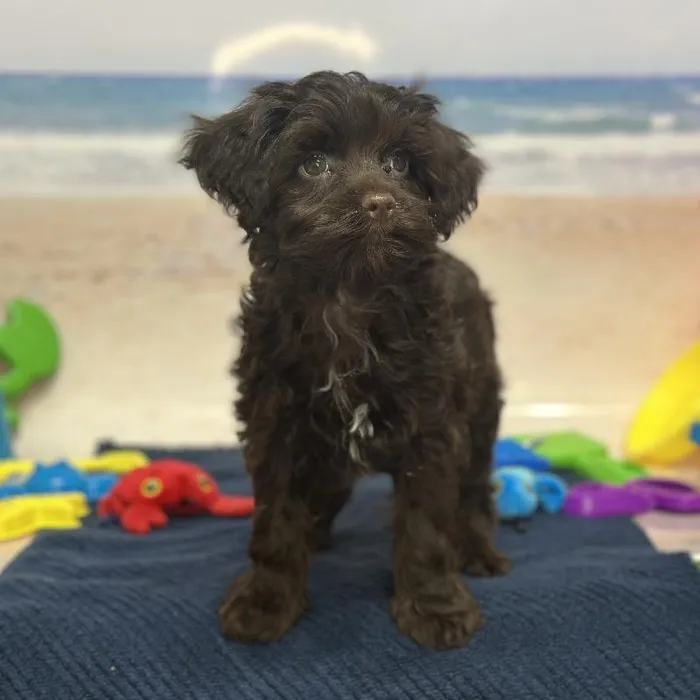 Male Havapoo Puppy for Sale in Saugus, MA