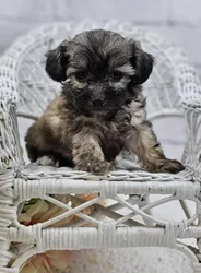 car_main_img_/media/ap_media/pets/OFMSXBPQAYGK188778.webp.250x250_q85.webp