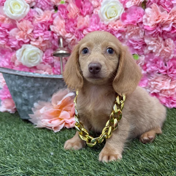 Male Dachshund Puppy for Sale in Braintree, MA