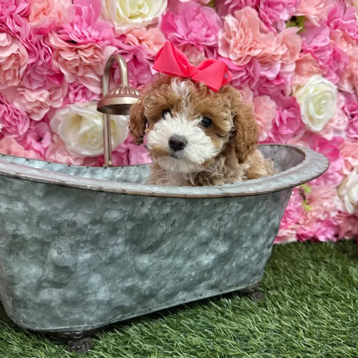 Female Mini Goldendoodle 2nd Gen Puppy for Sale in Braintree, MA