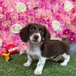 Female Dachshund puppy named Nora for sale at Pet Express Braintree.