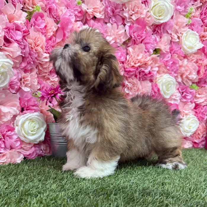 Female Lhasa Apso Puppy for Sale in Braintree, MA