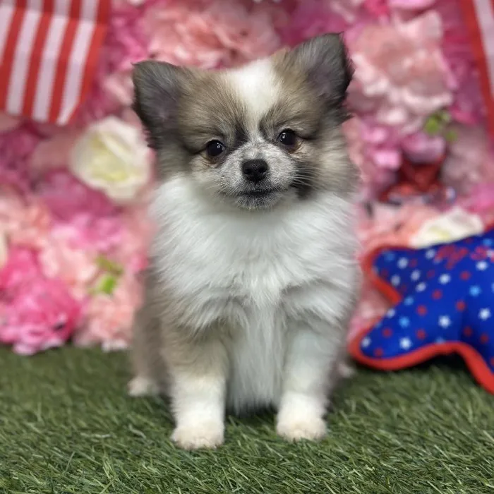 Female Pomimo Puppy for Sale in Saugus, MA