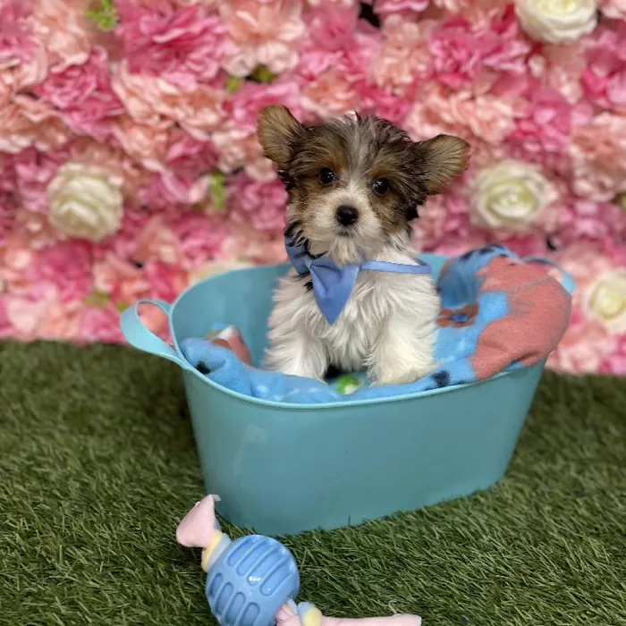Male Yorkshire Terrier Puppy for Sale in Saugus, MA