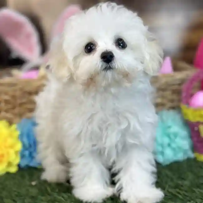 Female Bichon-Poodle 2nd Gen Puppy for Sale in Saugus, MA